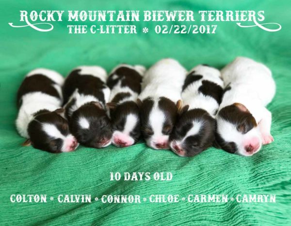 Rocky Mountain Biewer Terriers C-Litter