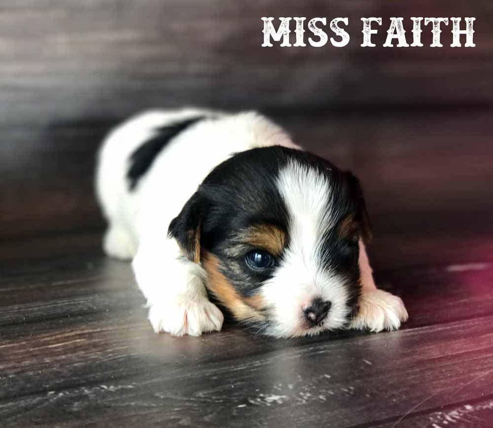 Miss Faith 2017 F-Litter