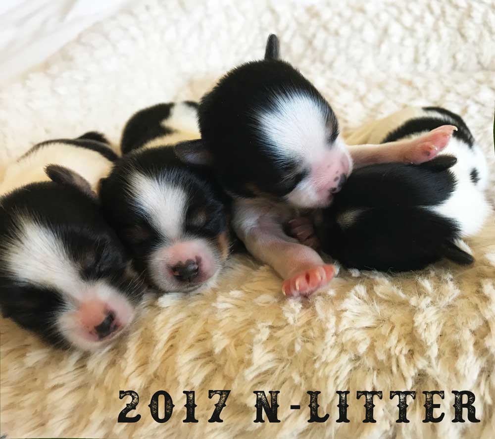 2017 N-Litter Rocky Mountain Biewer Terriers