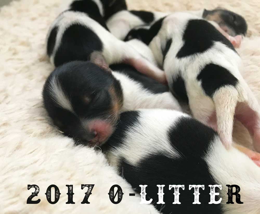 2017 O-Litter Rocky Mountain Biewer Terriers