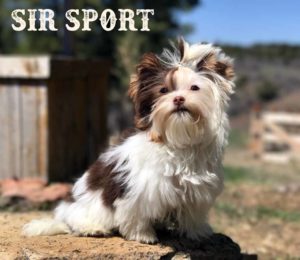 Biro Puppy Sir Sport