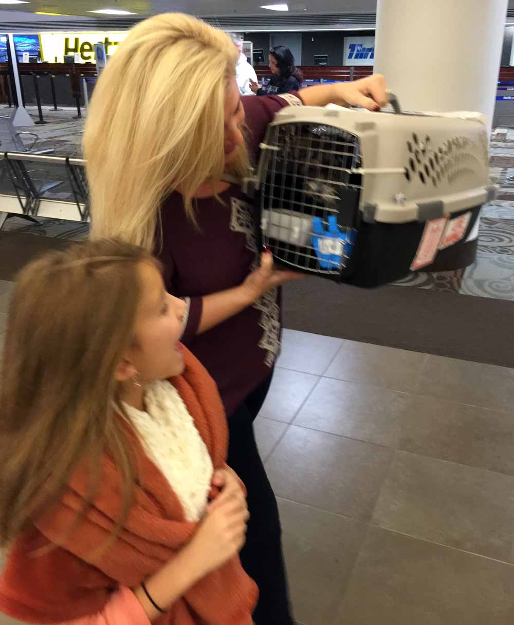 Biewer Puppy Shipping Pick Up