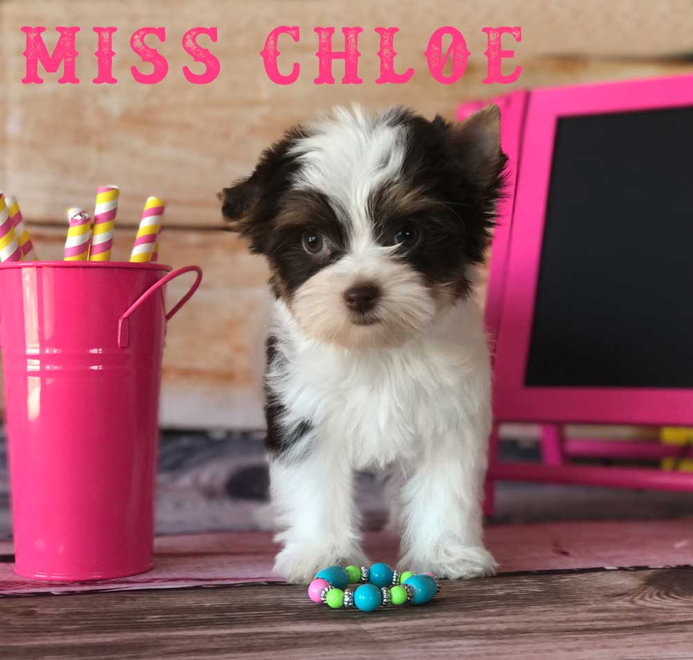 Rocky Mountain's Miss Chloe