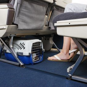 Under Seat Crate Biewer Puppy Shipping