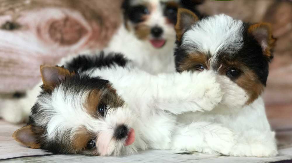 Available Biewer Terrier Girl Miss Hannah