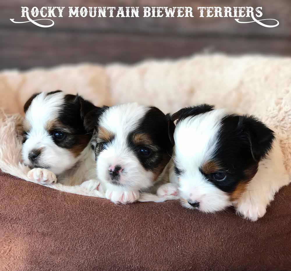2017 H-Litter Rocky Mountain Biewer Terriers