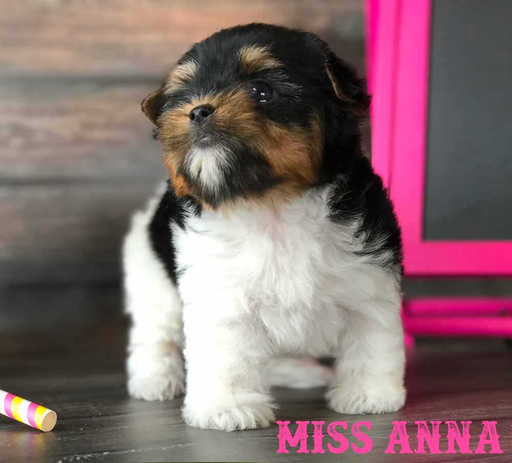 Rocky Mountain Biewer Puppy Miss Anna