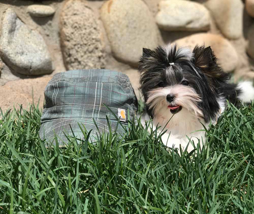 Biewer Puppy Sir Armani