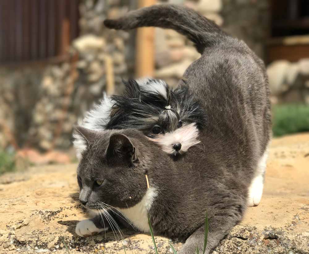 Biewer Puppy Sir Armani