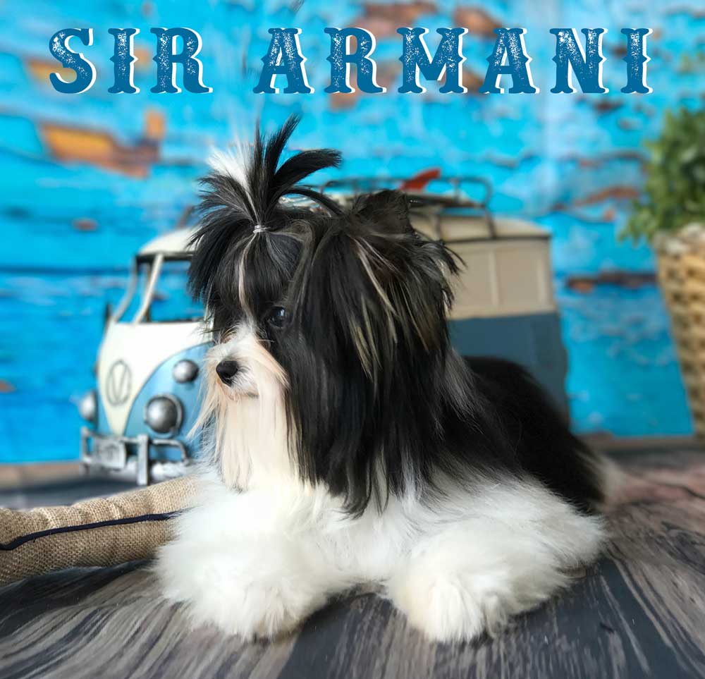 Available Biewer Puppy Sir Armani