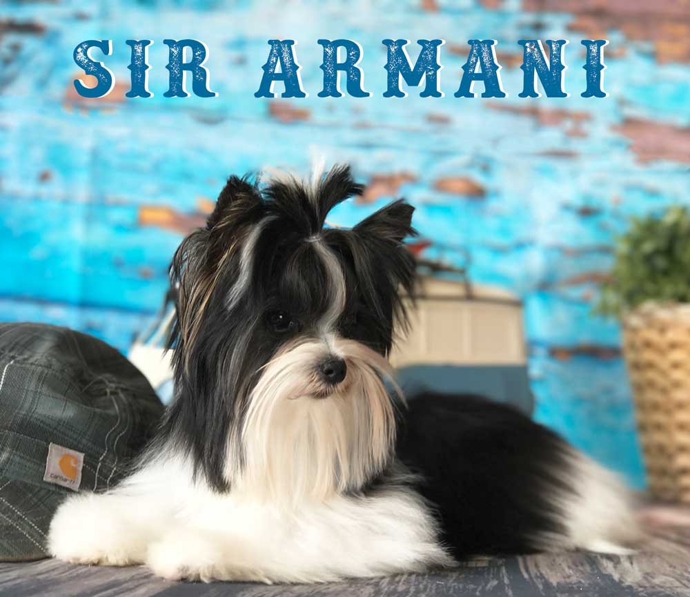 Available Biewer Puppy Sir Armani