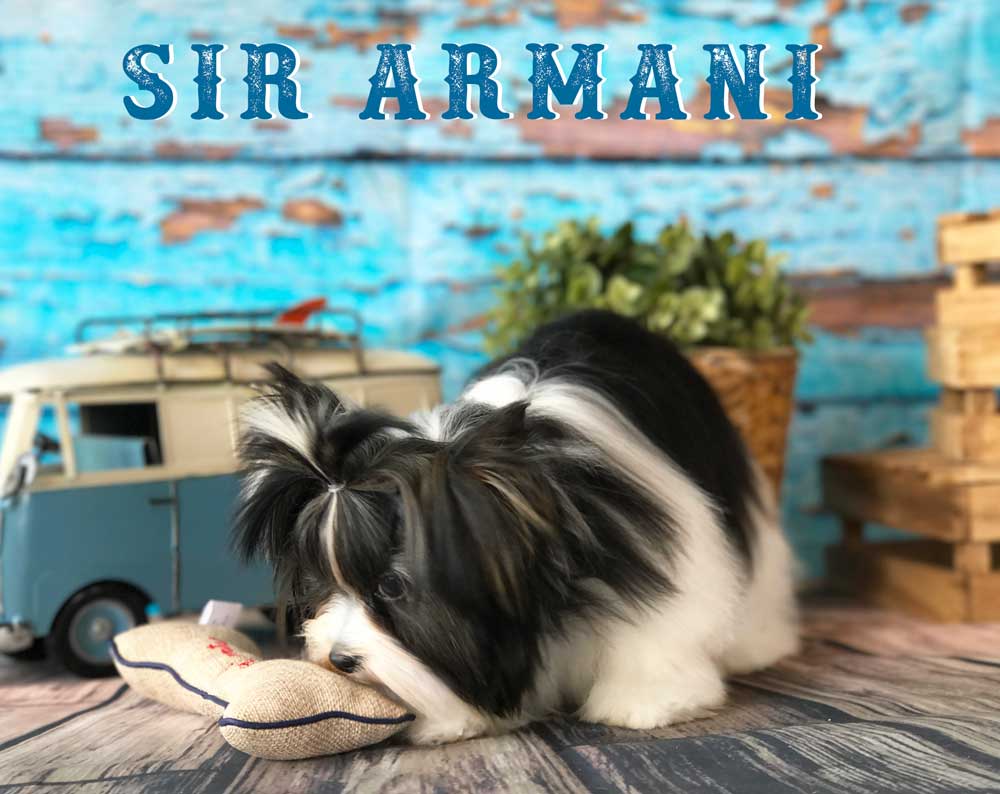 Available Biewer Puppy Sir Armani