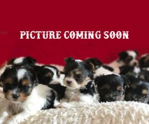Available Biewer Terrier Puppies at Rocky Mountain Biewer Terriers