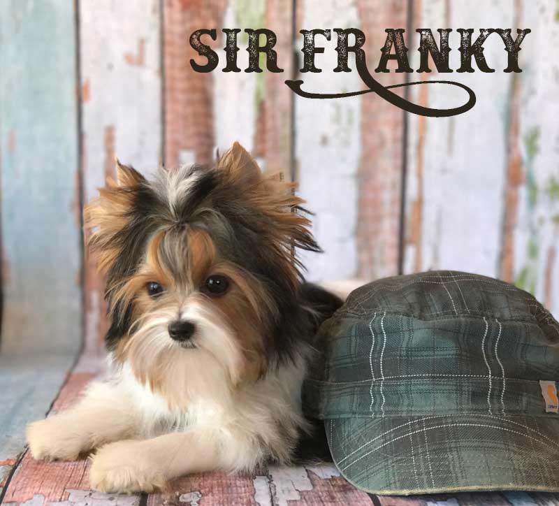 Available Biewer Puppy Sir Franky