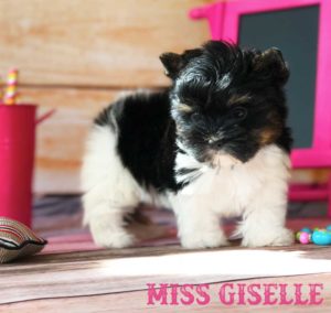 Rocky Mountain Biewer Puppy Miss Giselle