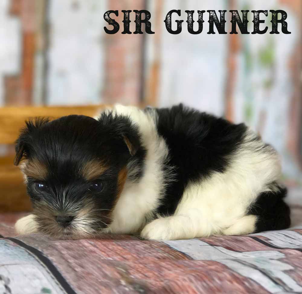 Sir Gunner AKC Biewer Terrier Boy
