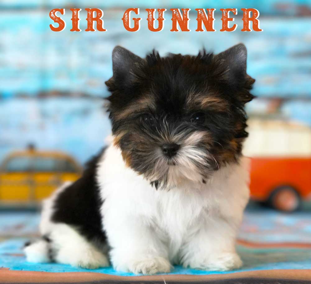 Available Biewer Puppy Sir Gunner