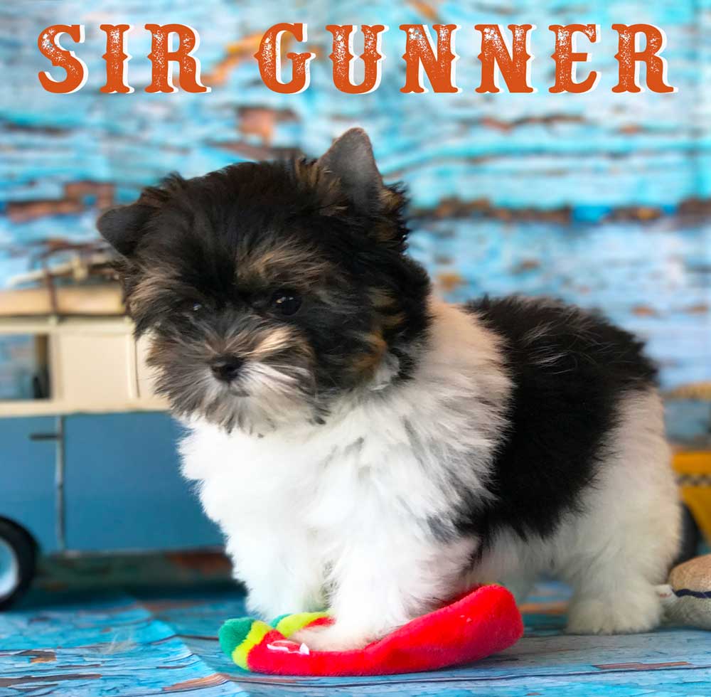Available Biewer Puppy Sir Gunner