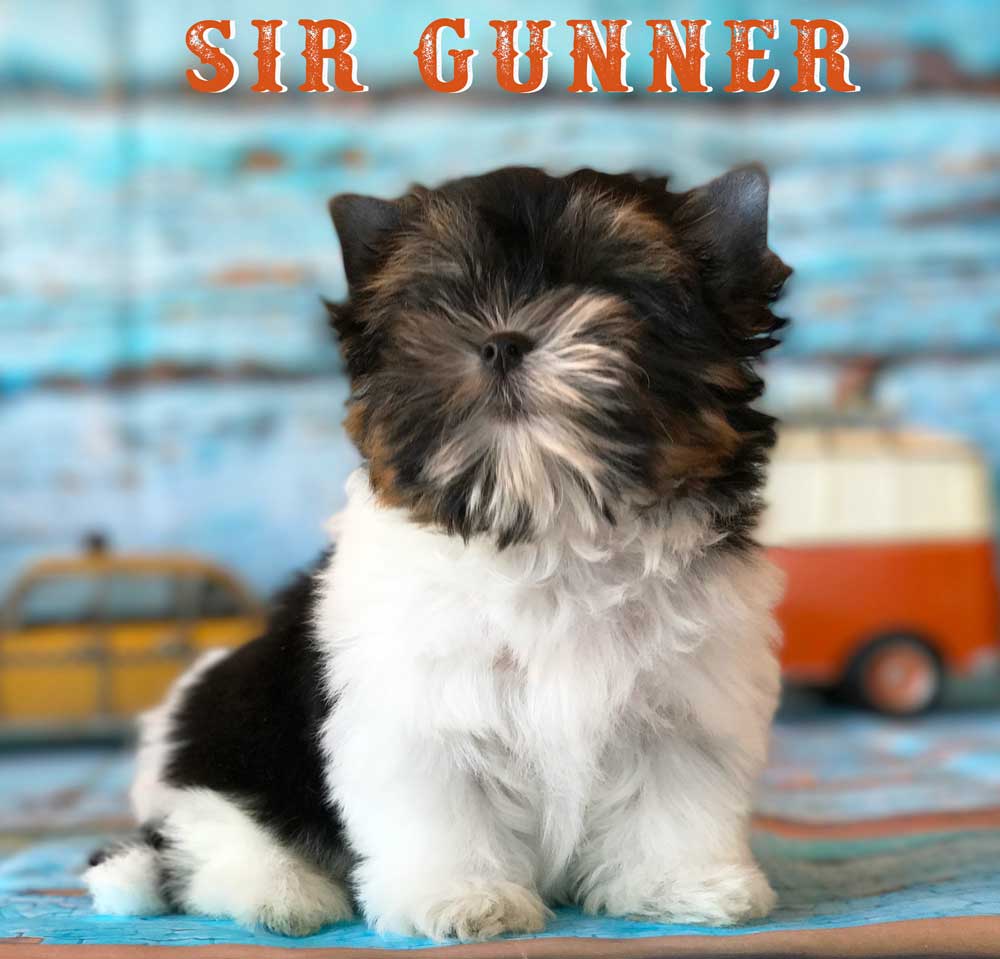 Available Biewer Puppy Sir Gunner