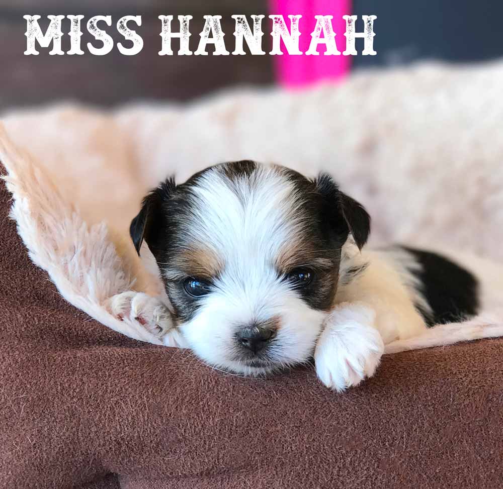 Rocky Mountain's Miss Hannah Biewer Terrier Girl