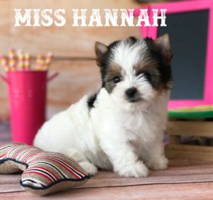 Available Rocky Mountain Biewer Puppy Miss Hanna