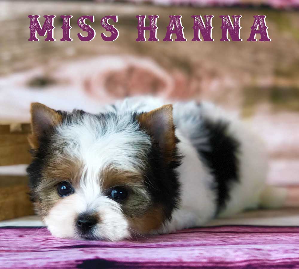 Available Biewer Terrier Girl Miss Hannah