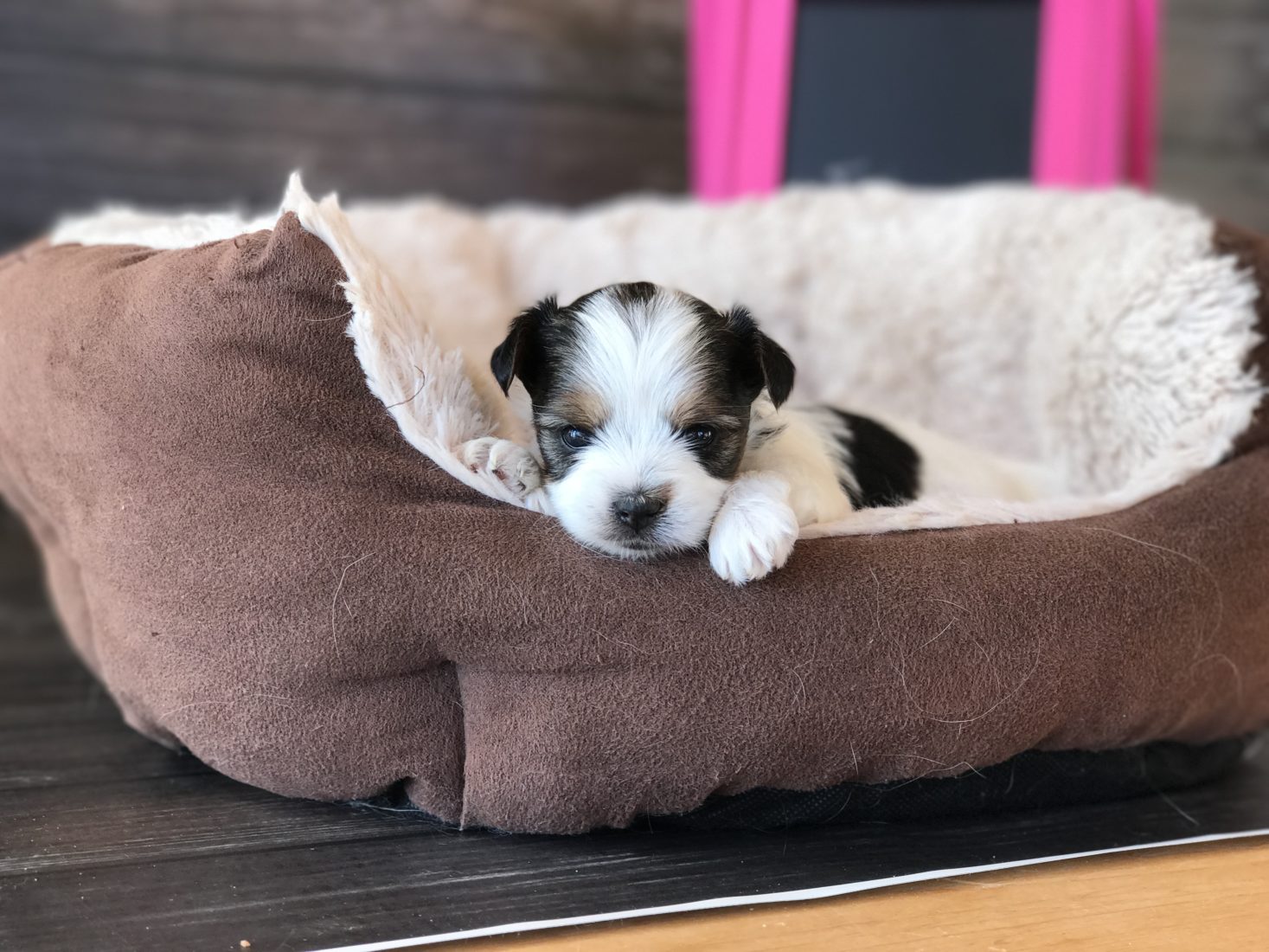 Rocky Mountain's Miss Hanna Biewer Terrier Girl