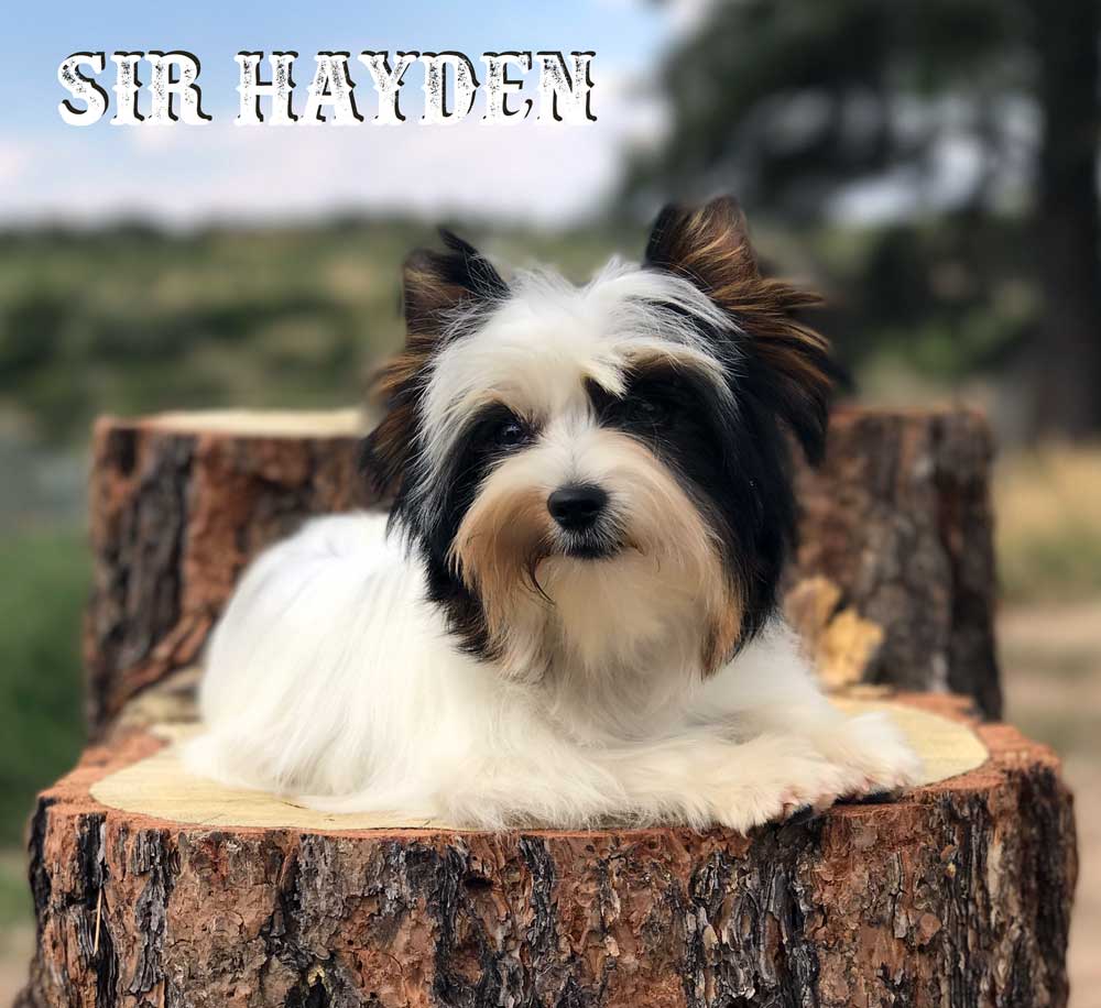 Rocky Mountain's Sir Hayden