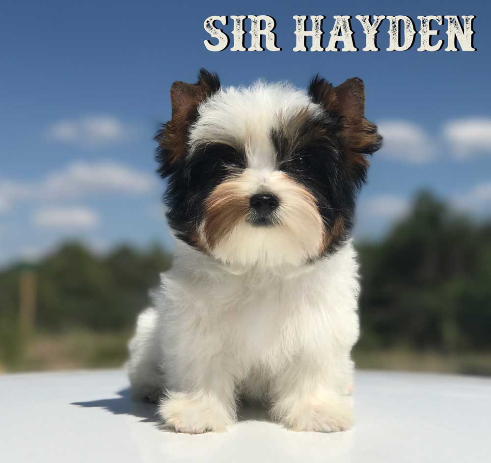 Rocky Mountain's Sir Hayden