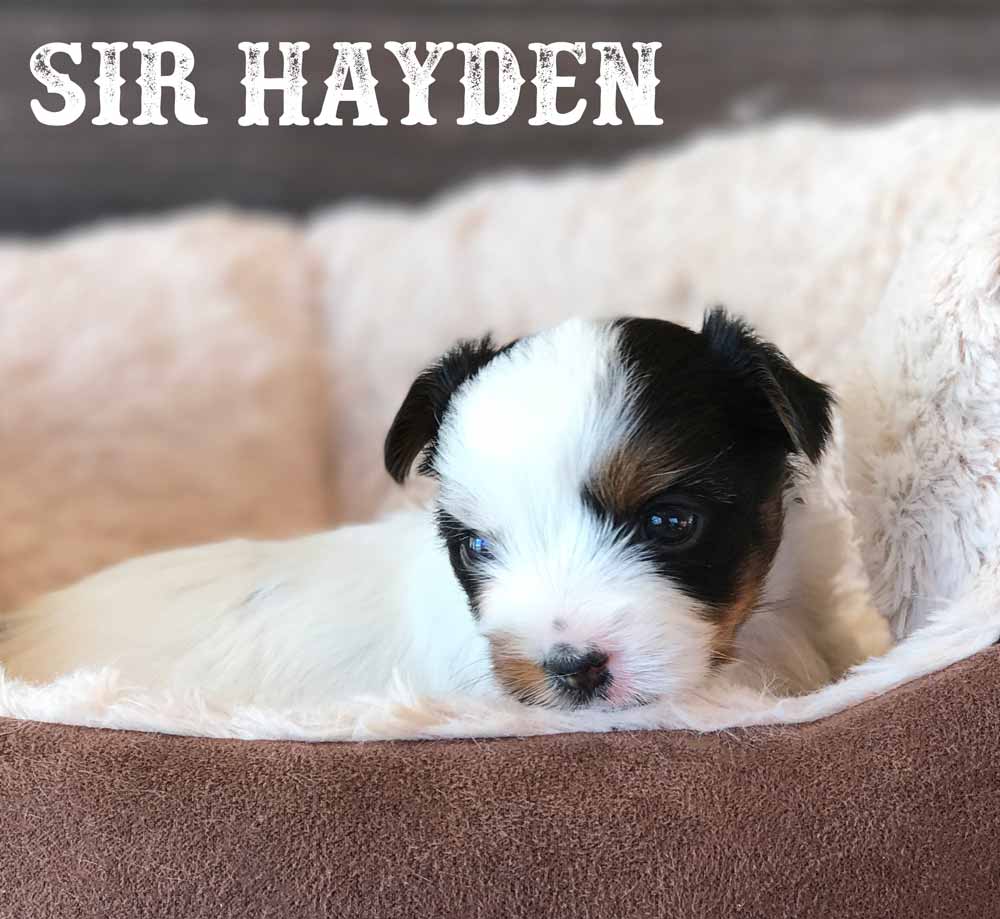 Rocky Mountain's Sir Hayden Biewer Terrier Boy