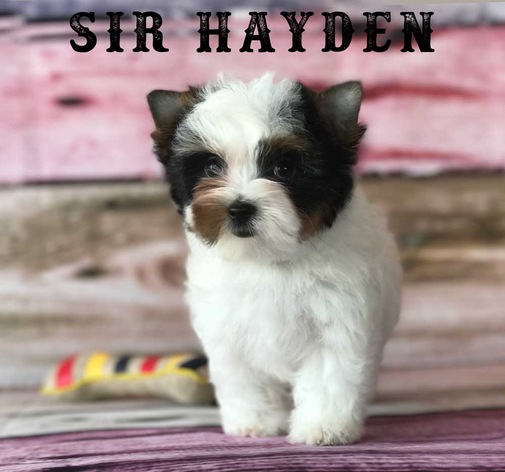 Available Biewer Terrier Puppy Sir Hayden