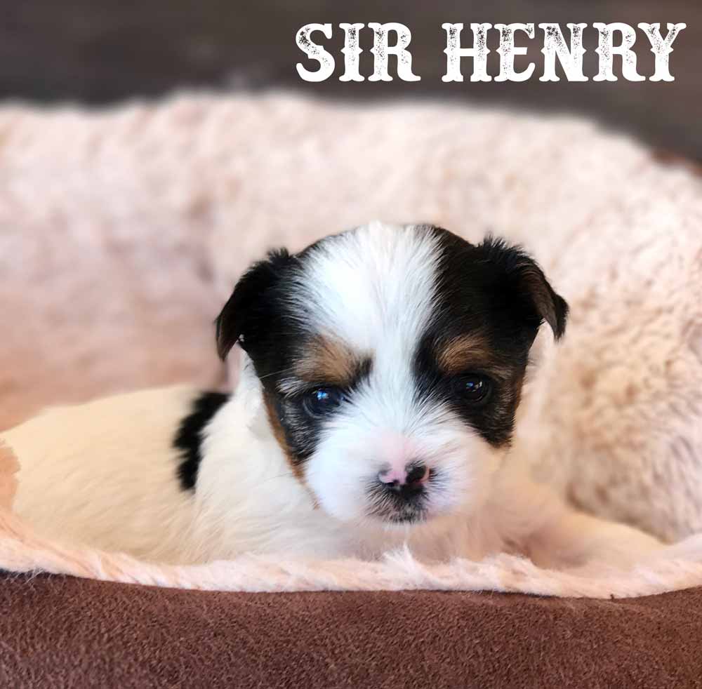 Rocky Mountain's Sir Henry Biewer Terrier Boy