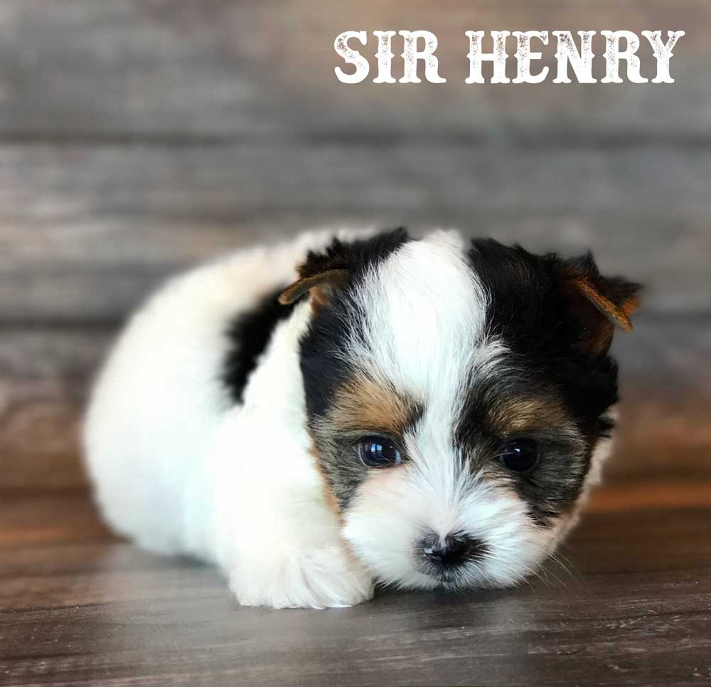 Rocky Mountain's Sir Henry Biewer Terrier Boy