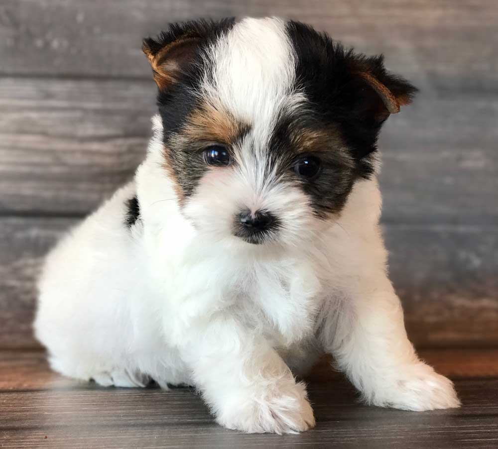 Rocky Mountain's Sir Henry Biewer Terrier Boy