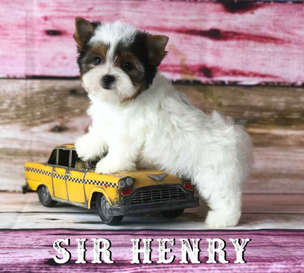Available Biewer Terrier Puppy Sir Henry