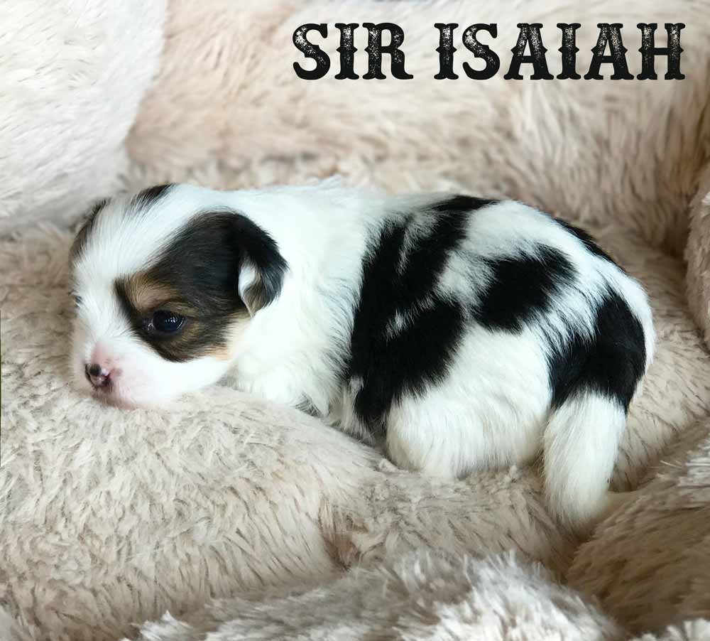 Sir Isaiah Biewer Terrier Boy