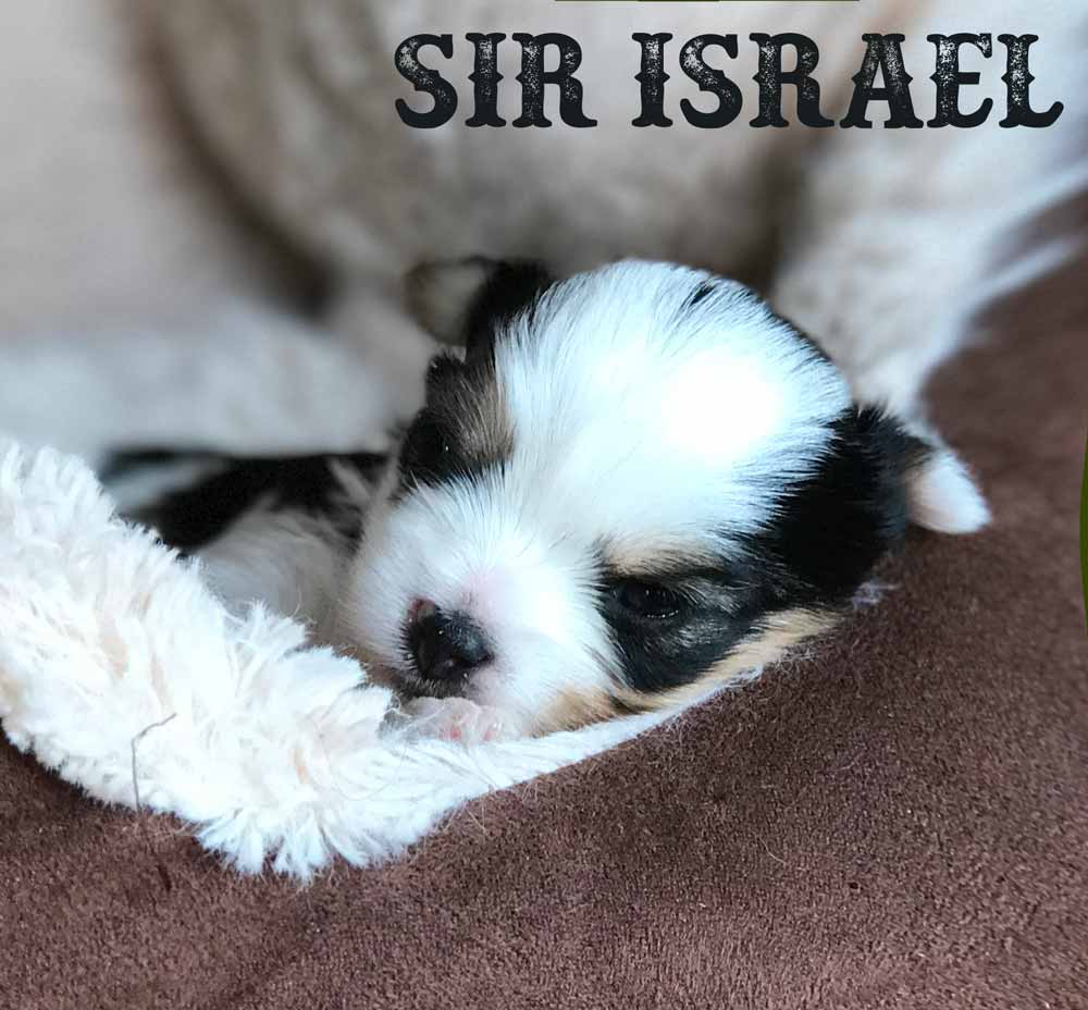Sir Israel Biewer Terrier Boy 3 Weeks old