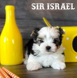 Available Biewer Puppy Sir Israel Biewer Terrier Boy