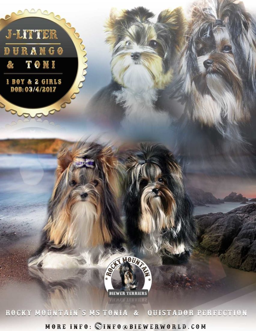 Rocky Mountain Biewer Terriers J-Litter