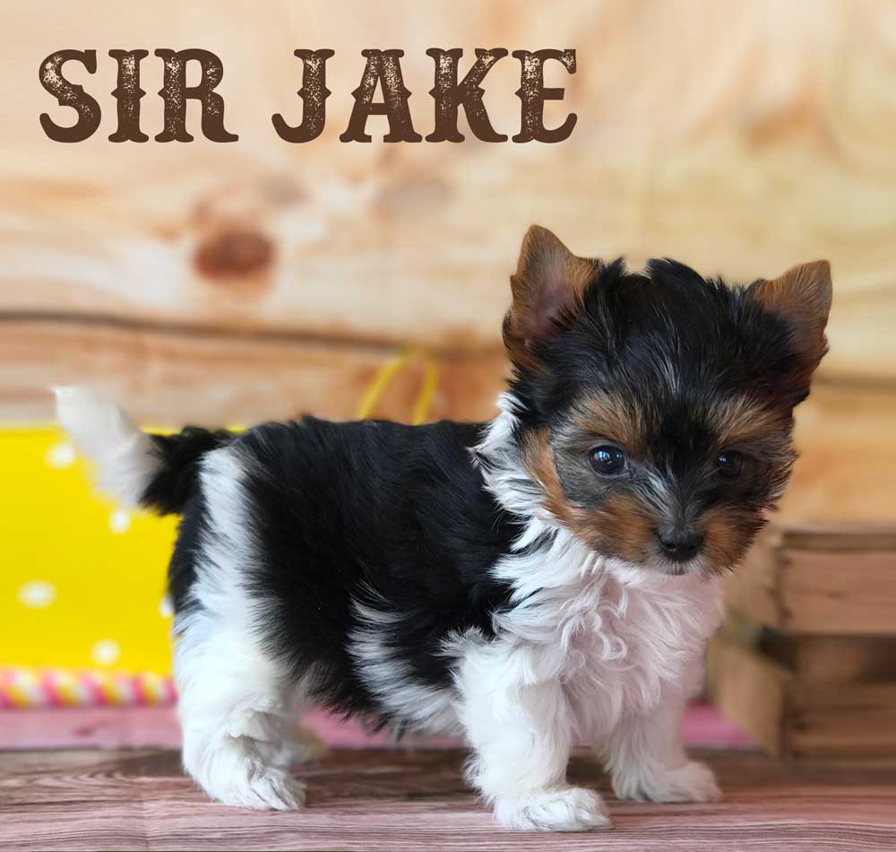 Rocky Mountain Biewer Puppy Sir Jake