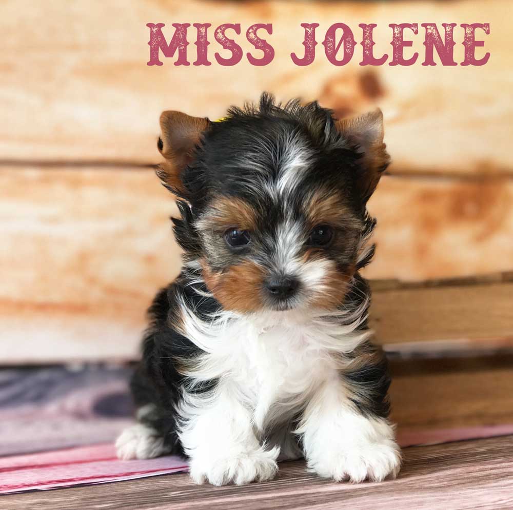 Available Biewer Puppy Miss Jolene