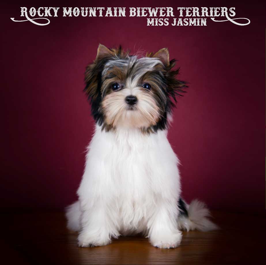 Available Biewer Puppy Miss Jasmin