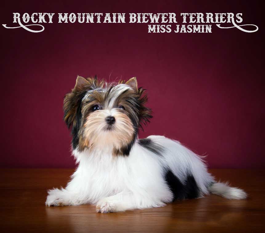 Available Biewer Puppy Miss Jasmin