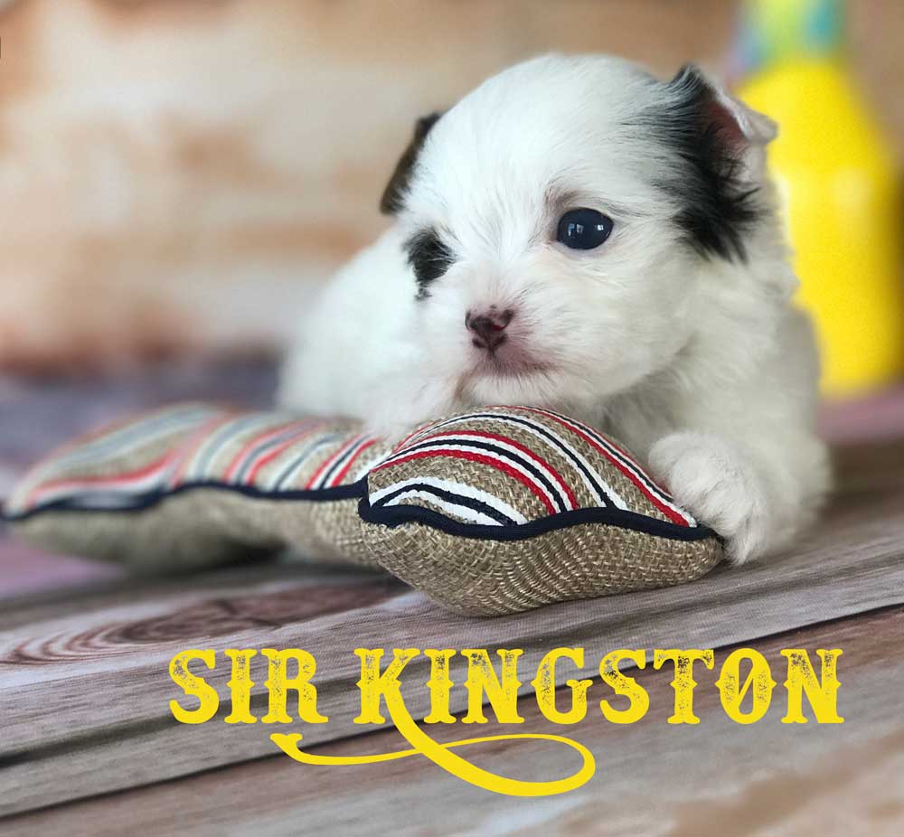 Available Biewer Puppy Sir Kingston