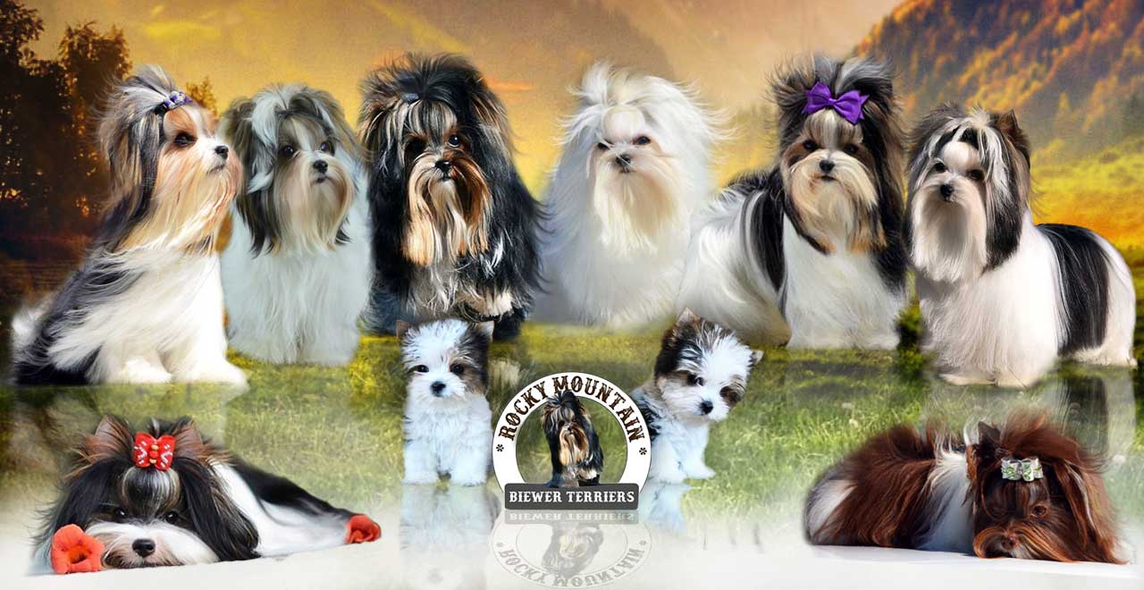 Rocky Mountain Biewer Terriers