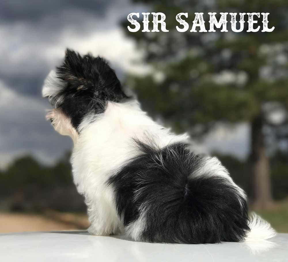 Available Biewer Puppy Sir Samuel