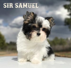 Available Biewer Puppy Sir Samuel