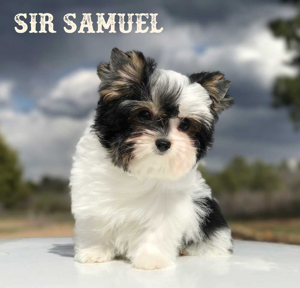 Available Biewer Puppy Sir Samuel