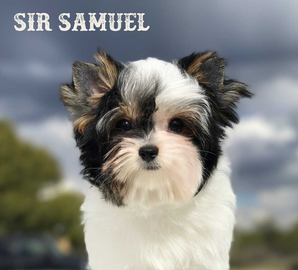 Available Biewer Puppy Sir Samuel