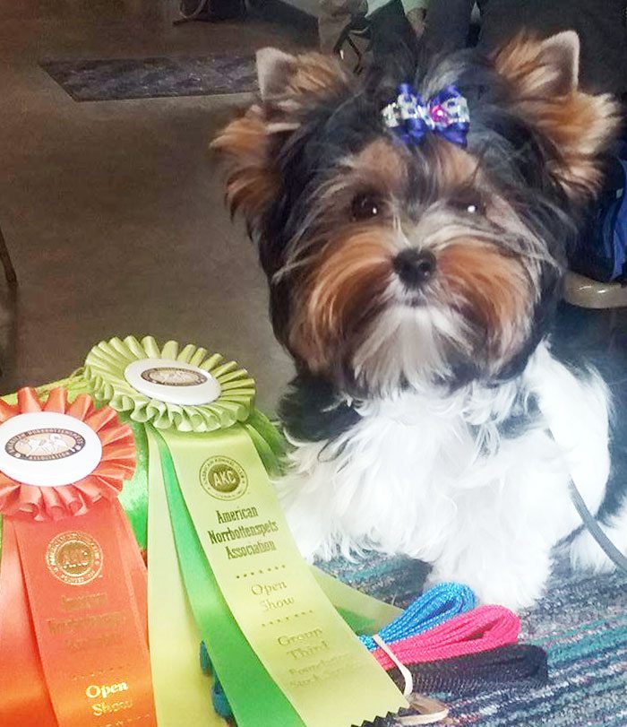 Rocky Mountain's Sir Casper won BOB